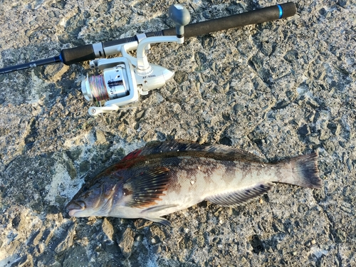 アブラコの釣果