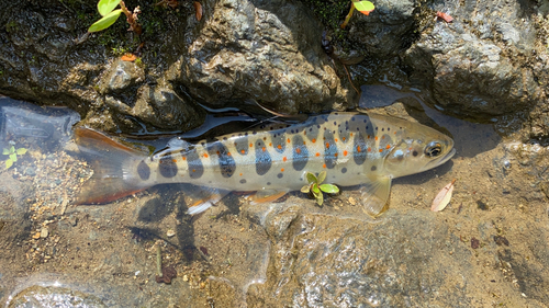 アマゴの釣果