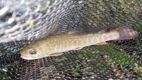 ニッコウイワナの釣果