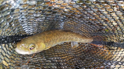 ニッコウイワナの釣果