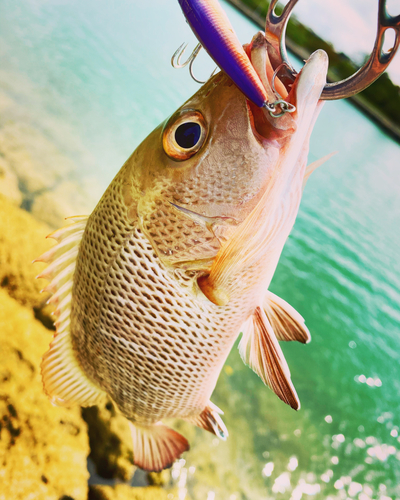 ゴマフエダイの釣果