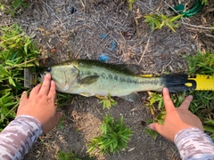 ブラックバスの釣果