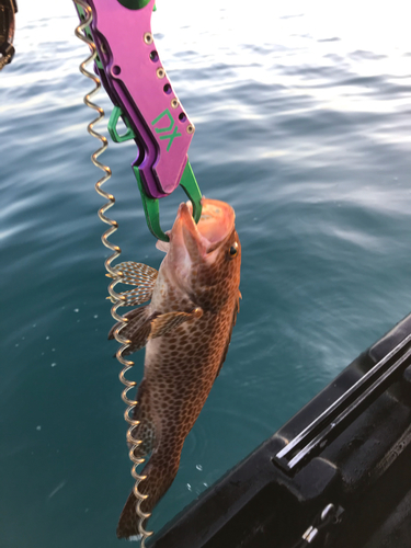 オオモンハタの釣果