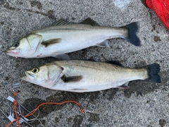 シーバスの釣果