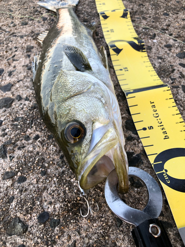 シーバスの釣果