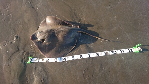 アカエイの釣果