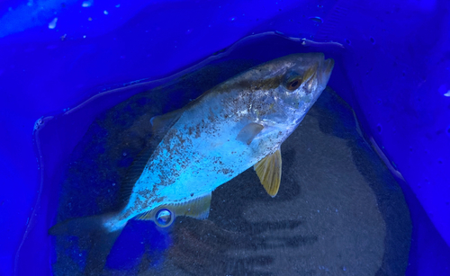 ショゴの釣果