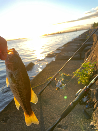 ブラックバスの釣果