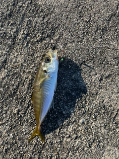 マアジの釣果