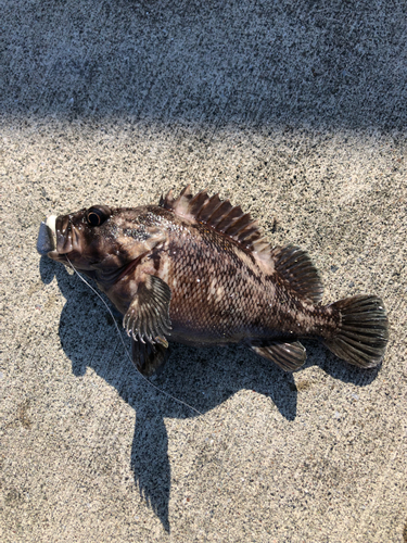 ソイの釣果