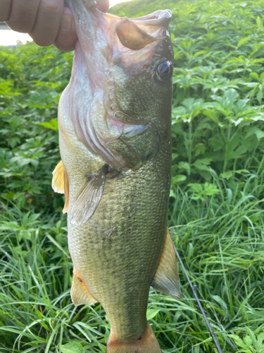 ラージマウスバスの釣果