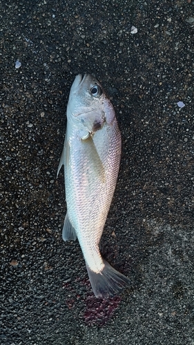 イシモチの釣果