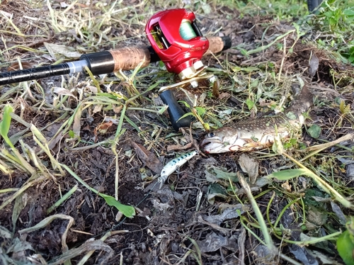 イワナの釣果