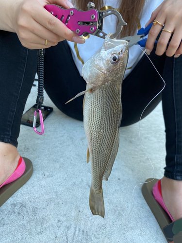 ニベの釣果