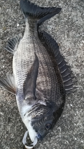 チヌの釣果