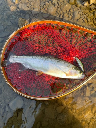 ニジマスの釣果