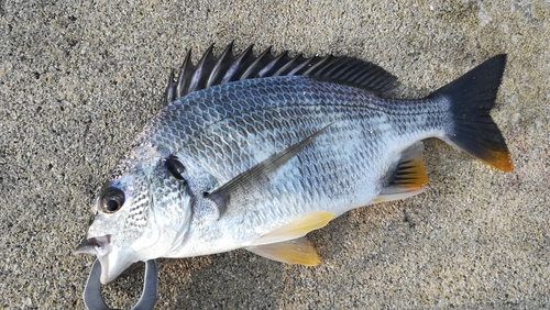 キビレの釣果