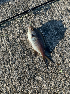 スズメダイの釣果