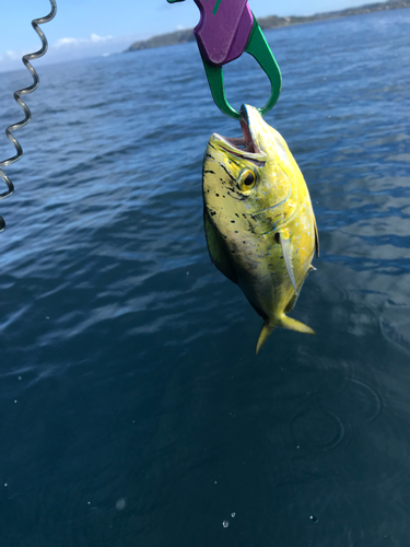 シイラの釣果