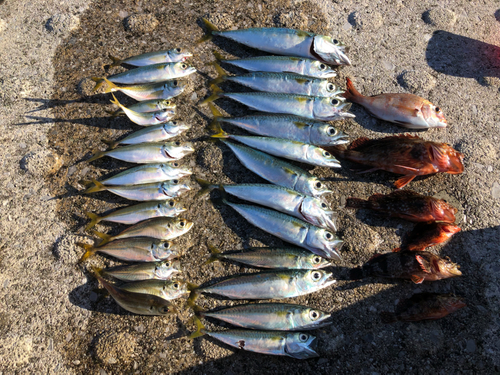 サバの釣果