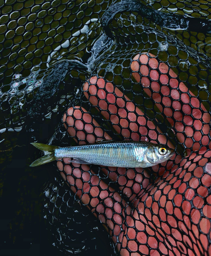 オイカワの釣果