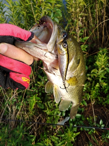 ブラックバスの釣果