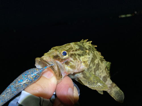 タケノコメバルの釣果