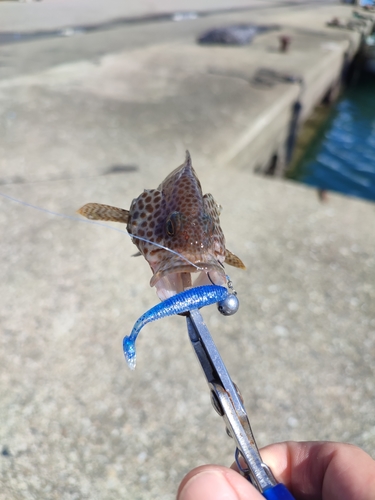 オオモンハタの釣果