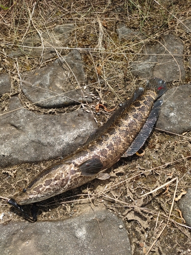 ライギョの釣果