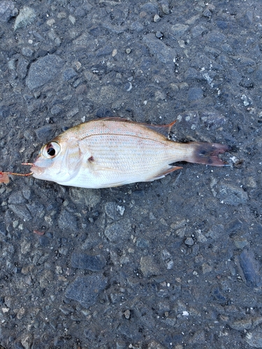 チャリコの釣果