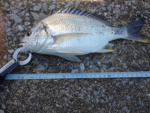 チヌの釣果