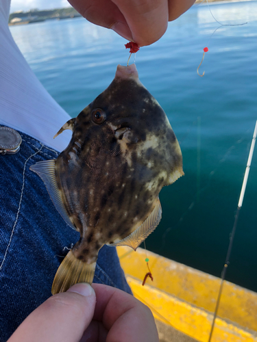 カワハギの釣果