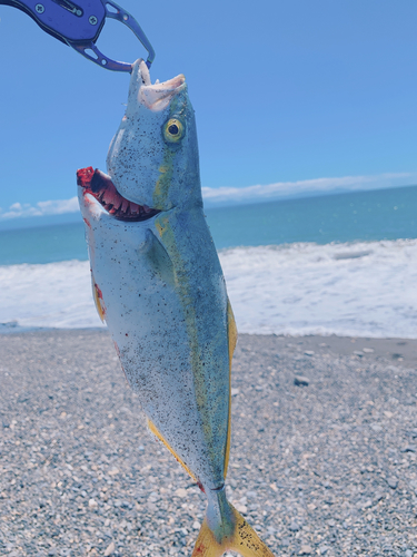 ワカシの釣果