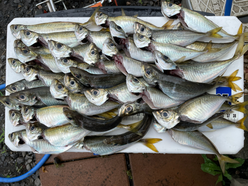 アジの釣果