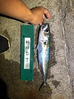 サバの釣果