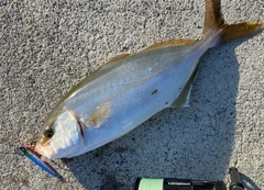 ショゴの釣果