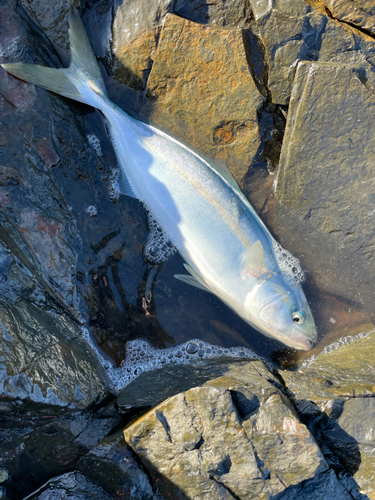 ツバスの釣果