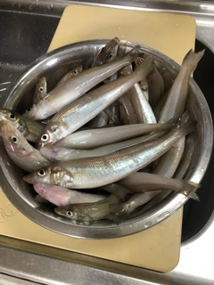 キスの釣果