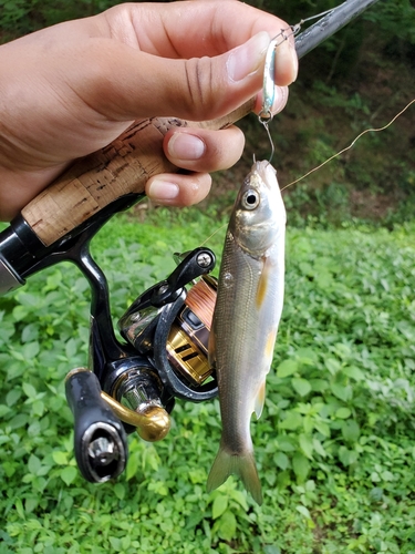 ウグイの釣果