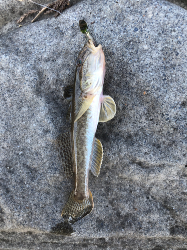 マハゼの釣果