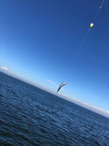 サバの釣果