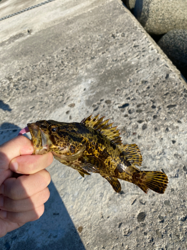 タケノコメバルの釣果