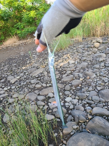 ダツの釣果