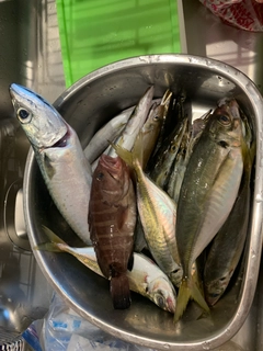 マアジの釣果