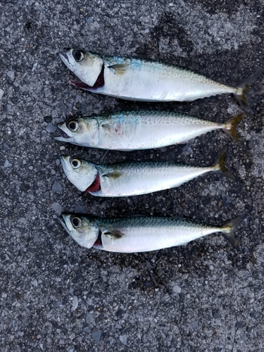 サバの釣果