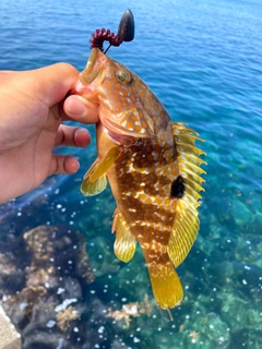 キジハタの釣果