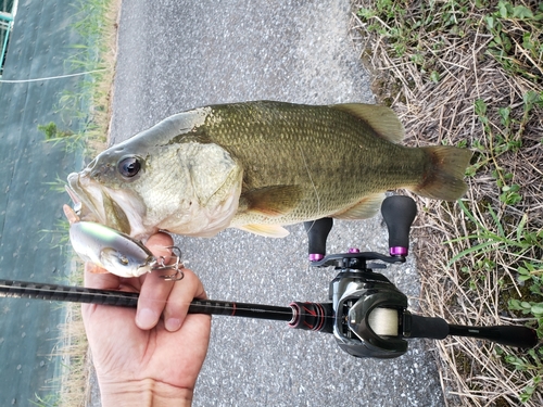 ブラックバスの釣果