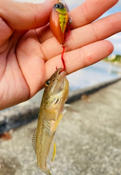 マハゼの釣果