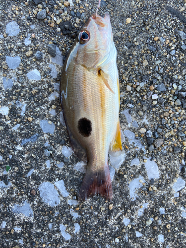 クロホシフエダイの釣果