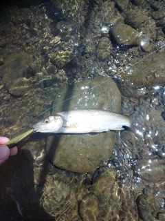 ニゴイの釣果